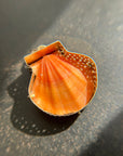 seashell, scallop, necklace, pendant, 14k gold necklace, one of a kind jewelry, fine jewelry